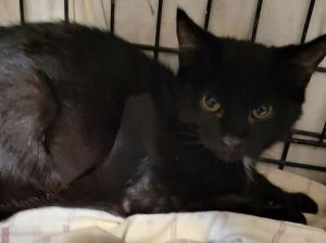 Baxter, Young Male Domestic Short Hair