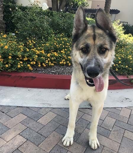 Akita shepherd 2024 husky mix