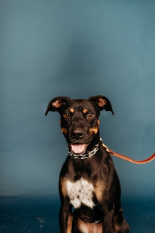 Rally, an adoptable Mixed Breed in Bismarck, ND, 58507 | Photo Image 1