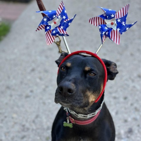 Rally, an adoptable Mixed Breed in Bismarck, ND, 58507 | Photo Image 1