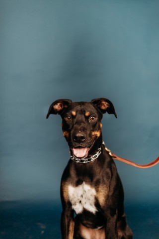 Rally, an adoptable Mixed Breed in Bismarck, ND, 58507 | Photo Image 2