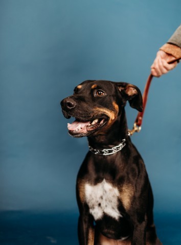 Rally, an adoptable Mixed Breed in Bismarck, ND, 58507 | Photo Image 3