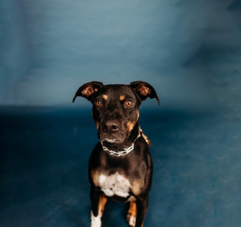 Rally, an adoptable Mixed Breed in Bismarck, ND, 58507 | Photo Image 4