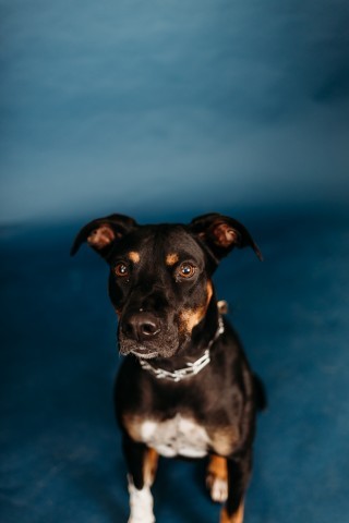 Rally, an adoptable Mixed Breed in Bismarck, ND, 58507 | Photo Image 5