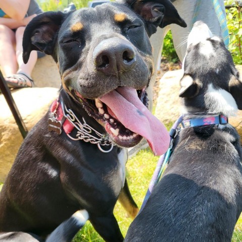 Rally, an adoptable Mixed Breed in Bismarck, ND, 58507 | Photo Image 6