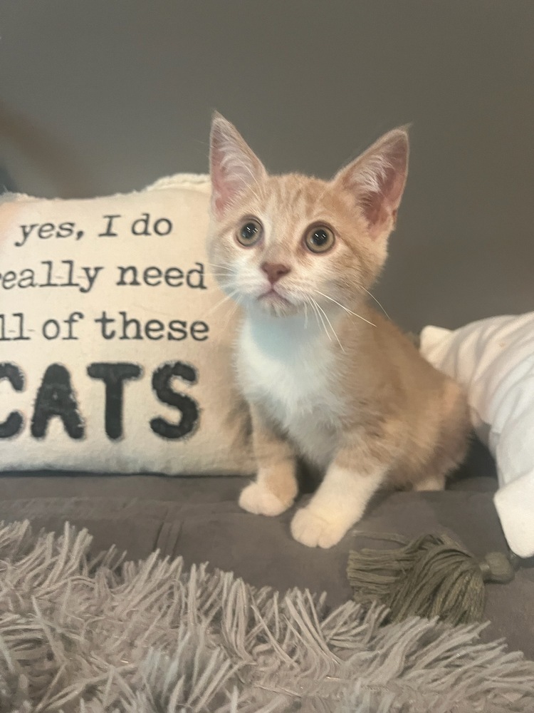 Cat for adoption Reba, a Domestic Short Hair in Plymouth, MI Petfinder