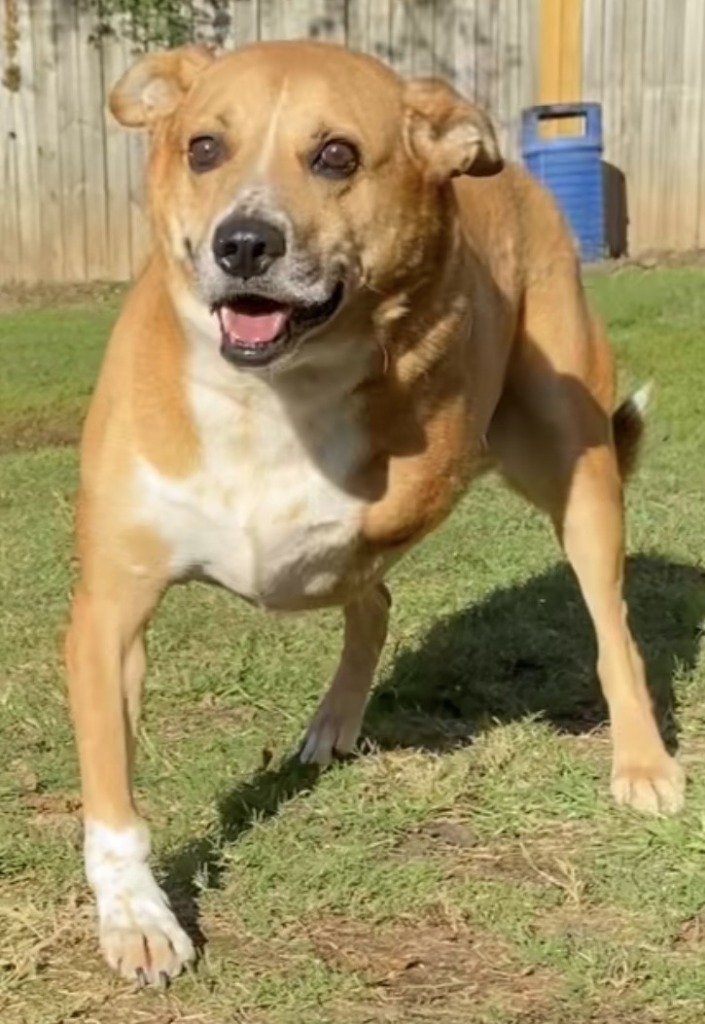 MAVERICK, an adoptable Shepherd in Little Rock, AR, 72210 | Photo Image 1