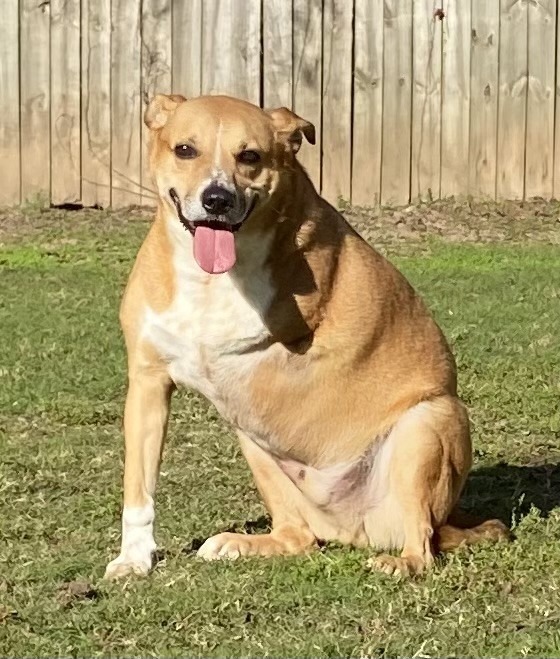 MAVERICK, an adoptable Shepherd in Little Rock, AR, 72210 | Photo Image 3