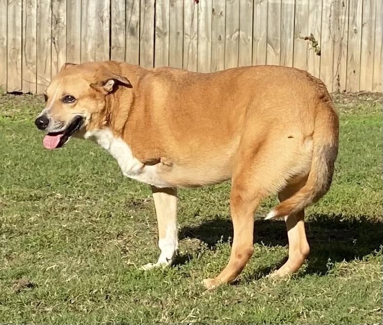 MAVERICK, an adoptable Shepherd in Little Rock, AR, 72210 | Photo Image 4