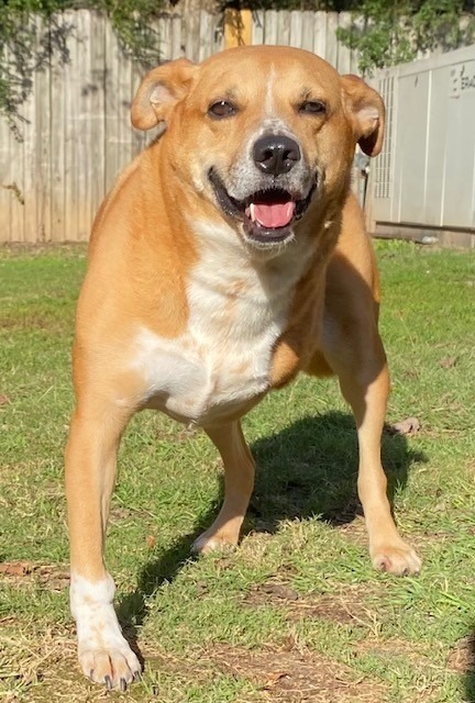 MAVERICK, an adoptable Shepherd in Little Rock, AR, 72210 | Photo Image 5