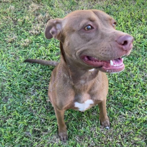 Canela (Adele), an adoptable Pit Bull Terrier in Laredo, TX, 78041 | Photo Image 1