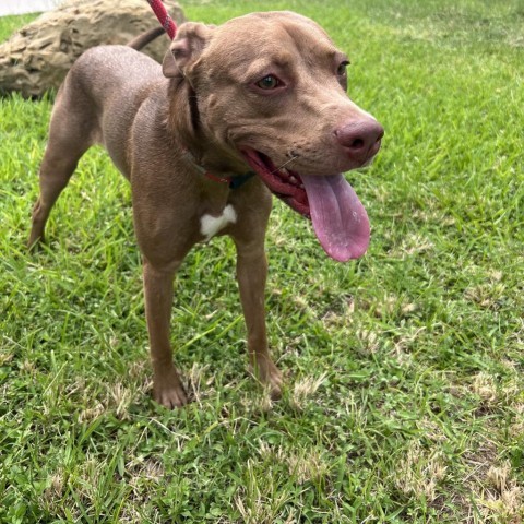 Canela (Adele), an adoptable Pit Bull Terrier in Laredo, TX, 78041 | Photo Image 2