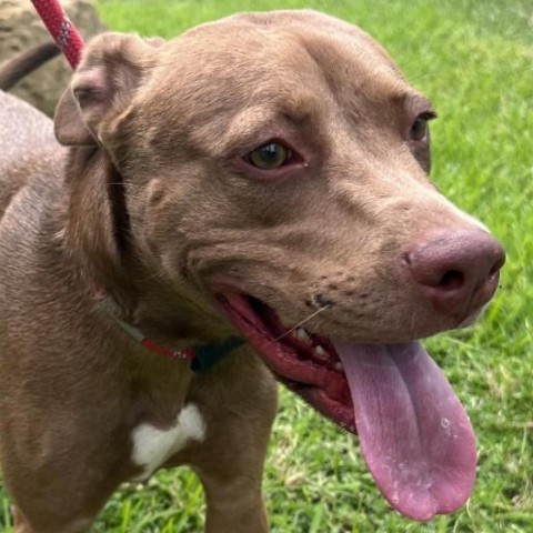 Canela (Adele), an adoptable Pit Bull Terrier in Laredo, TX, 78041 | Photo Image 3