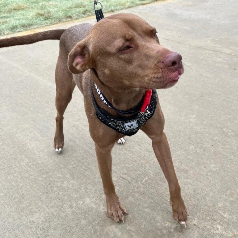 Canela (Adele), an adoptable Pit Bull Terrier in Laredo, TX, 78041 | Photo Image 4