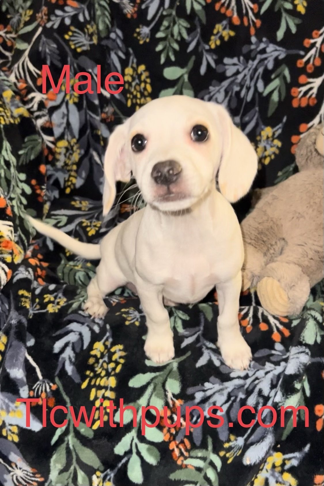 !! 2 Scout, an adoptable Beagle, Cockapoo in Colton, CA, 92324 | Photo Image 1
