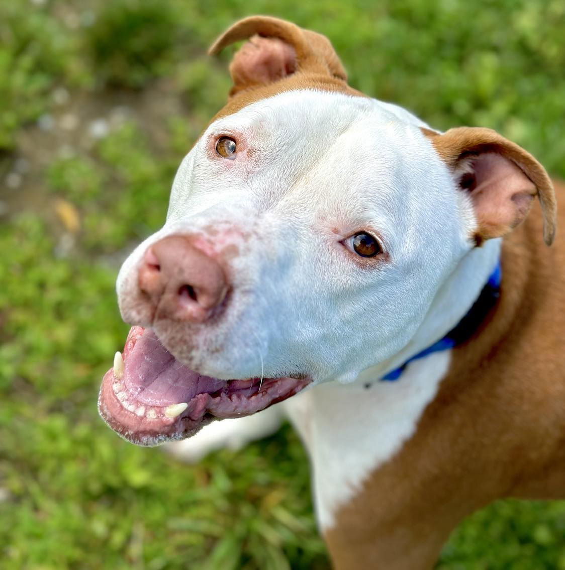 Hippo, an adoptable Pit Bull Terrier in Arlington, VT, 05250 | Photo Image 1