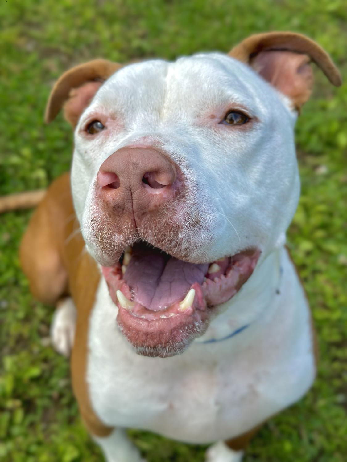 Hippo, an adoptable Pit Bull Terrier in Arlington, VT, 05250 | Photo Image 2