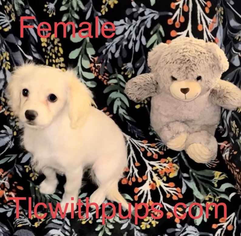 !! 2 Star, an adoptable Beagle, Cockapoo in Colton, CA, 92324 | Photo Image 1