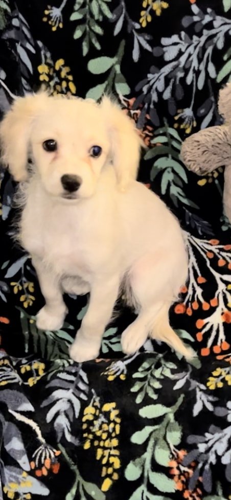!! 2 Star, an adoptable Beagle, Cockapoo in Colton, CA, 92324 | Photo Image 2