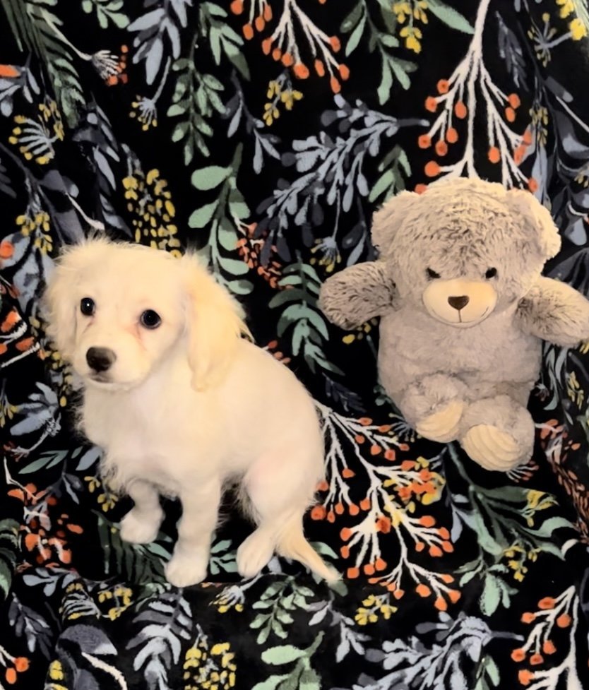 !! 2 Star, an adoptable Beagle, Cockapoo in Colton, CA, 92324 | Photo Image 3