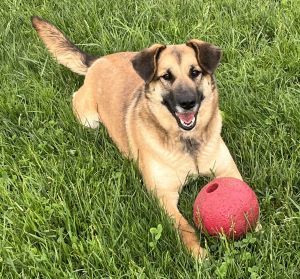 Emily, an adoptable German Shepherd Dog in Sistersville, WV, 26175 | Photo Image 1