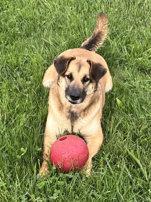 Emily, an adoptable German Shepherd Dog in Sistersville, WV, 26175 | Photo Image 2