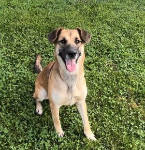 Emily, an adoptable German Shepherd Dog in Sistersville, WV, 26175 | Photo Image 3