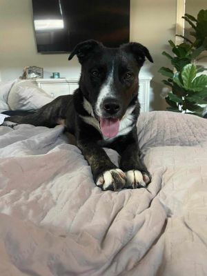 Dog for adoption - Twirl, a Mountain Cur & Shepherd Mix in Louisville, KY