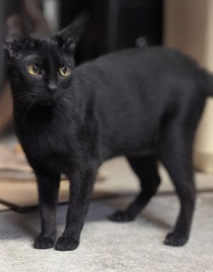 Sushi, Adult Female unknown