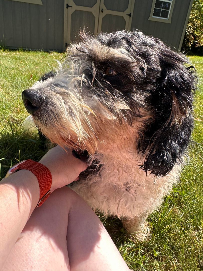 Jack , an adoptable Bernedoodle in Decatur, IN, 46733 | Photo Image 2