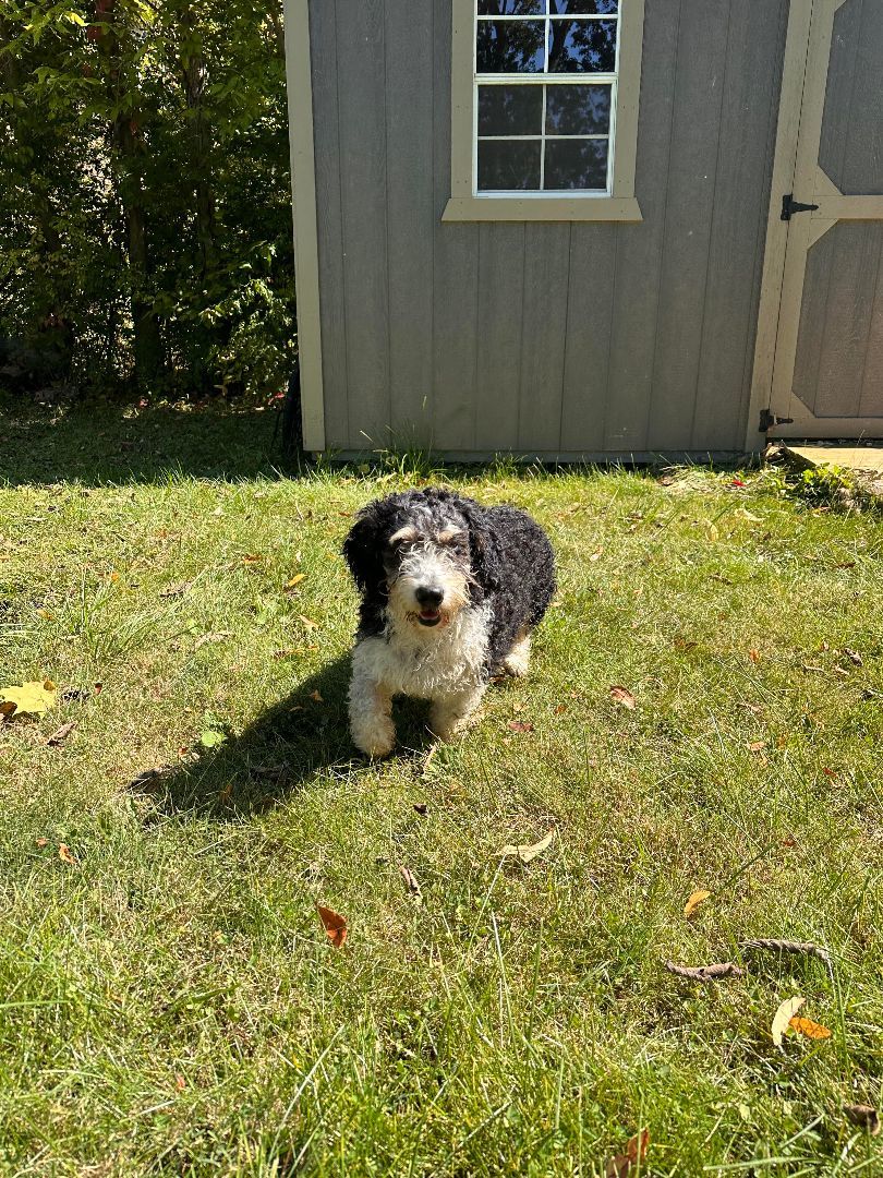 Jack , an adoptable Bernedoodle in Decatur, IN, 46733 | Photo Image 5