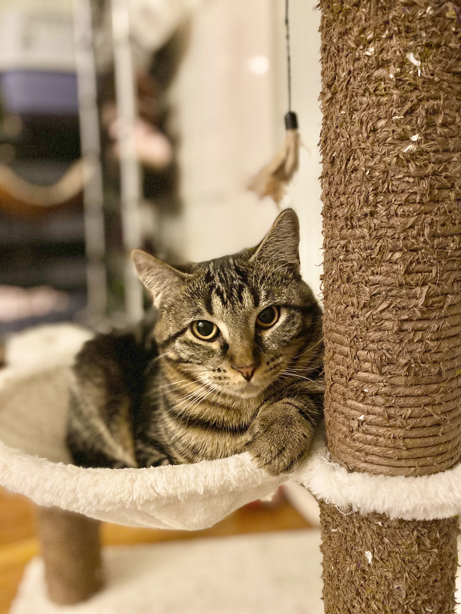 Freya, an adoptable Domestic Short Hair in West Cornwall, CT, 06796 | Photo Image 1