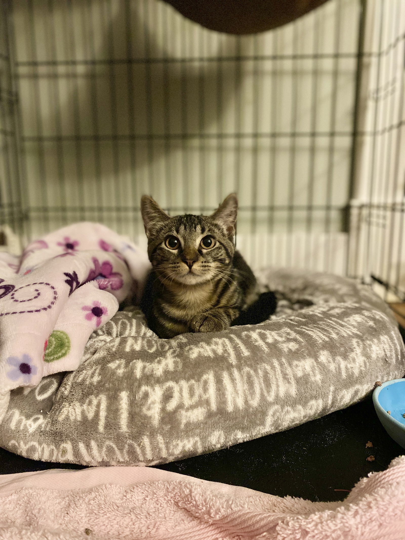 Freya, an adoptable Domestic Short Hair in West Cornwall, CT, 06796 | Photo Image 3