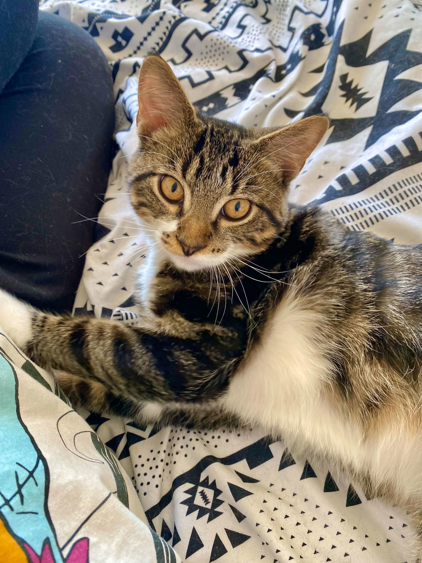 Maximus (Max), an adoptable Domestic Short Hair in West Cornwall, CT, 06796 | Photo Image 1