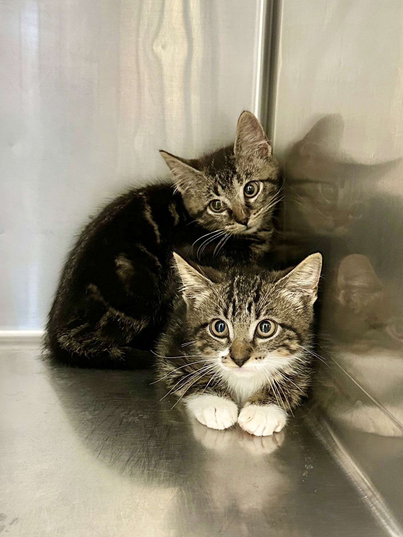 Maximus (Max), an adoptable Domestic Short Hair in West Cornwall, CT, 06796 | Photo Image 2