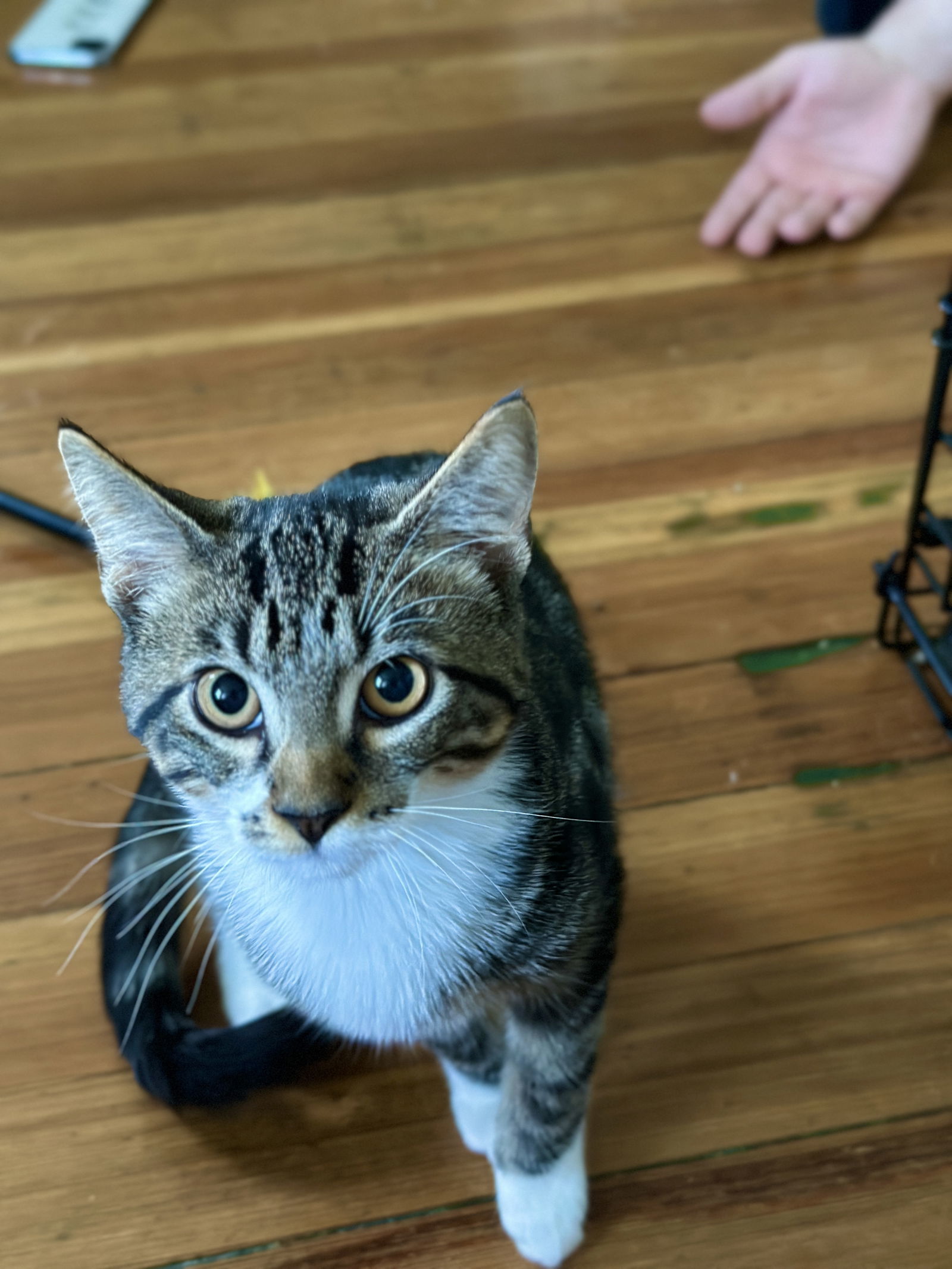 Maximus (Max), an adoptable Domestic Short Hair in West Cornwall, CT, 06796 | Photo Image 3