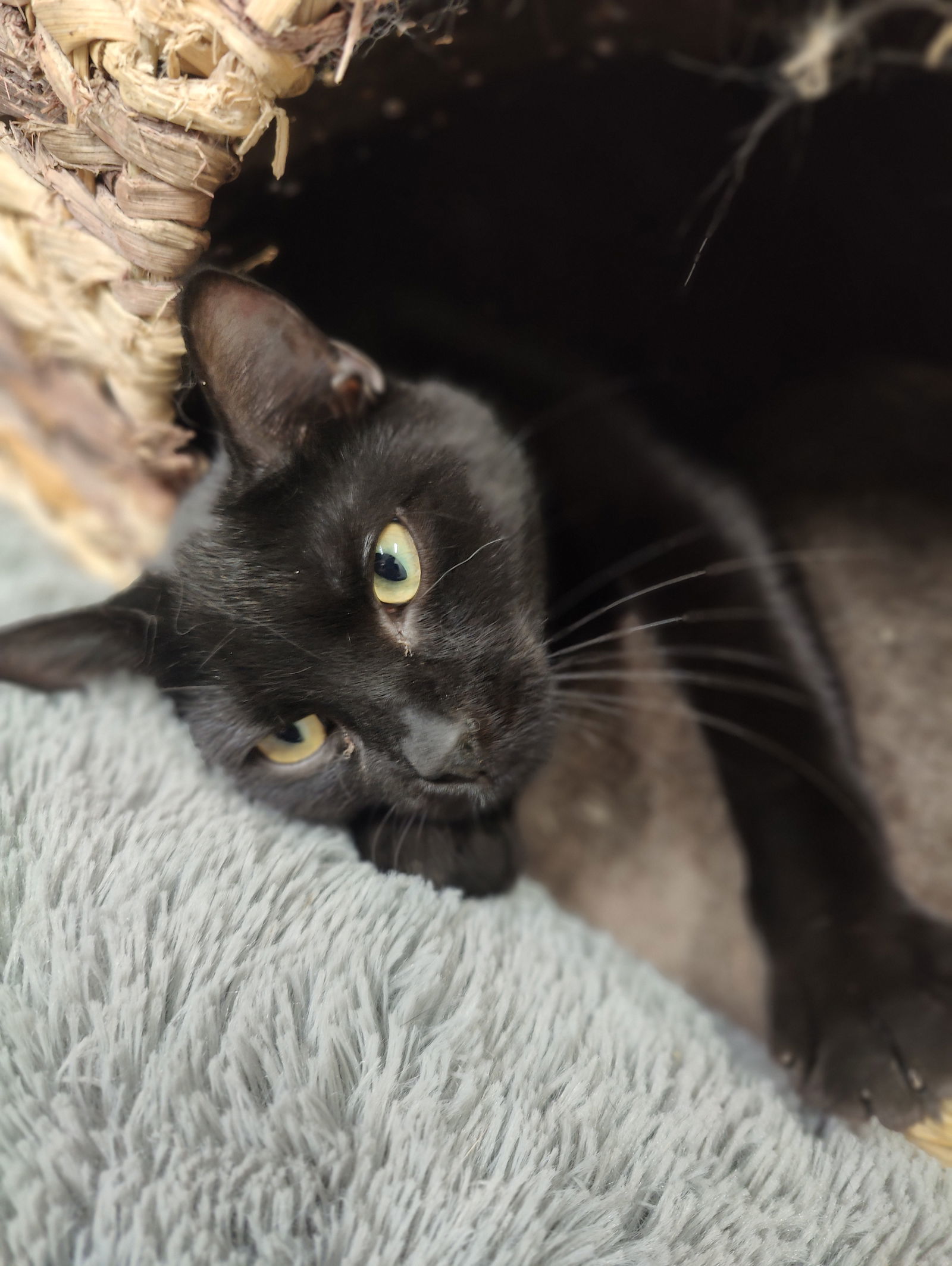 Trish, an adoptable Domestic Short Hair in Park Falls, WI, 54552 | Photo Image 1