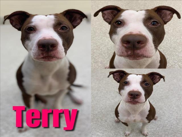 TERRY, an adoptable Pit Bull Terrier, Mixed Breed in Saginaw, MI, 48602 | Photo Image 1