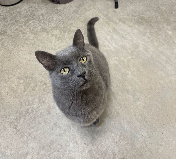 Russian blue cat hot sale adoption near me