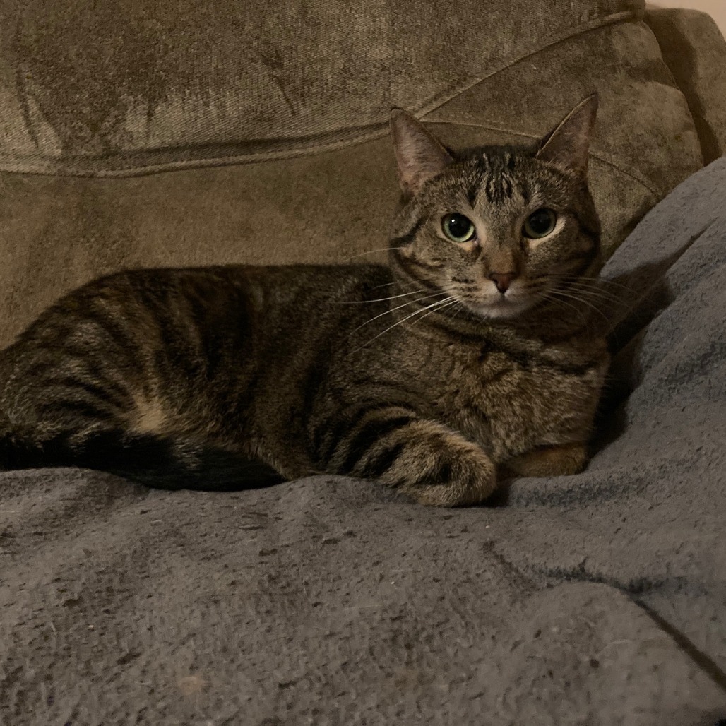 Kira CG*, an adoptable Domestic Short Hair in Austin, TX, 78701 | Photo Image 2