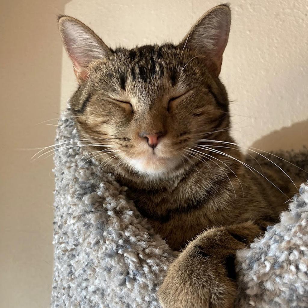Kira CG*, an adoptable Domestic Short Hair in Austin, TX, 78701 | Photo Image 4