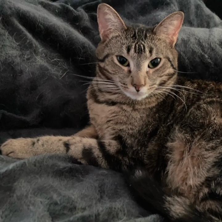 Kira CG*, an adoptable Domestic Short Hair in Austin, TX, 78701 | Photo Image 7