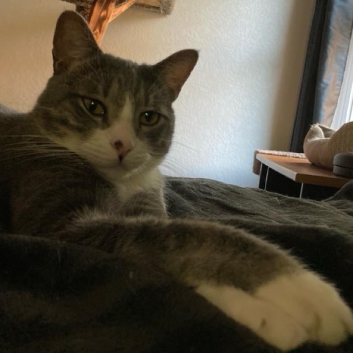 Leo CG*, an adoptable Domestic Short Hair in Austin, TX, 78701 | Photo Image 2