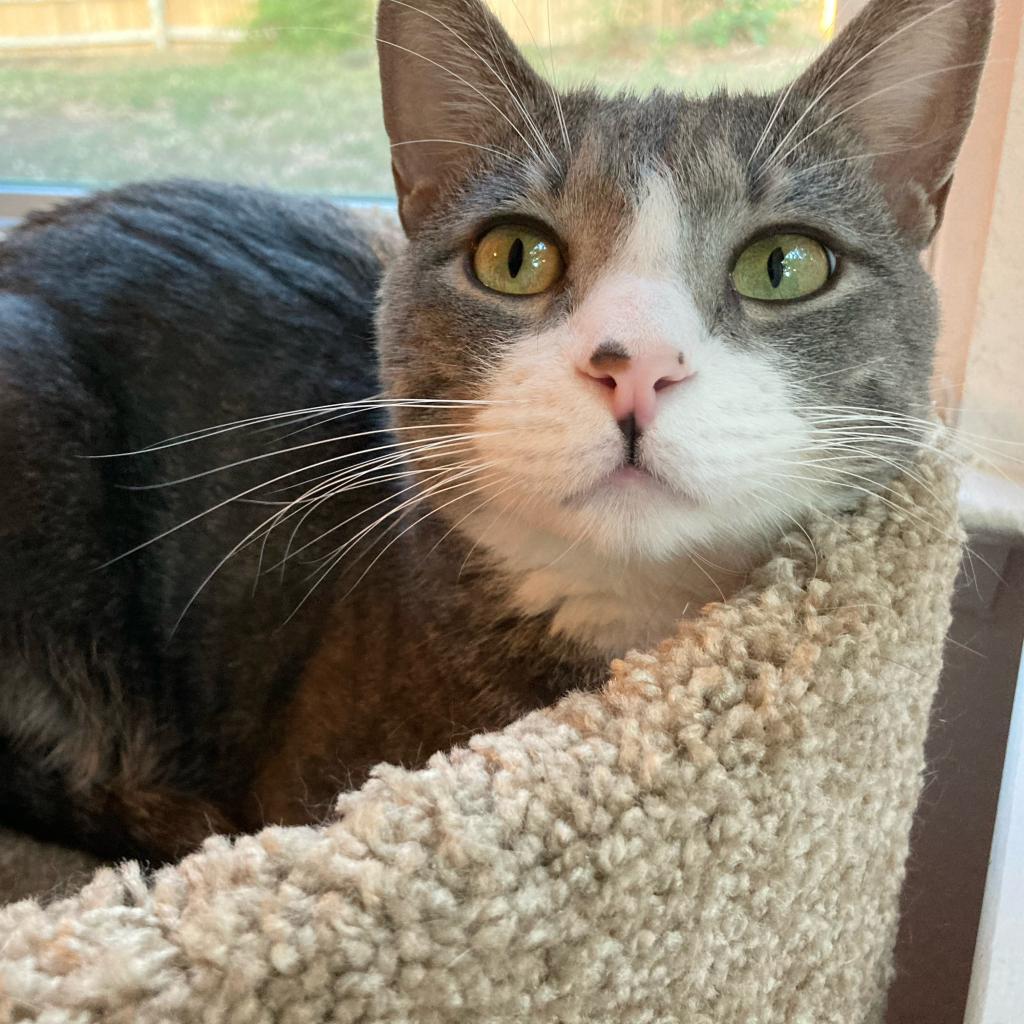 Leo CG*, an adoptable Domestic Short Hair in Austin, TX, 78701 | Photo Image 3