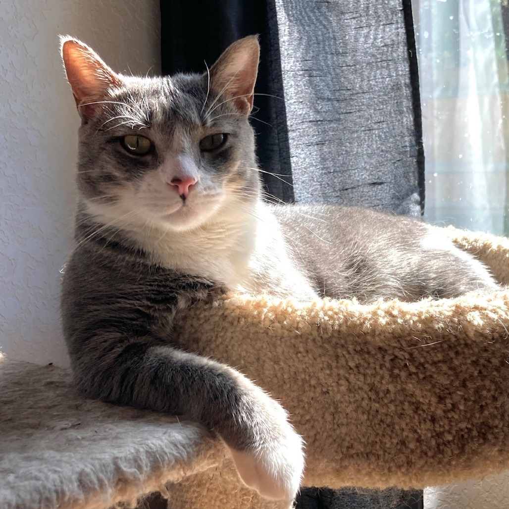 Leo CG*, an adoptable Domestic Short Hair in Austin, TX, 78701 | Photo Image 4
