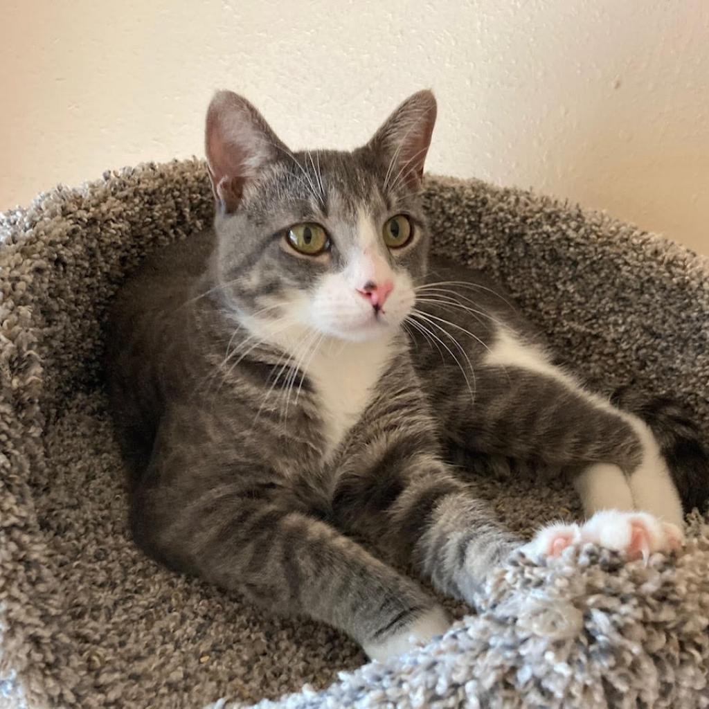 Leo CG*, an adoptable Domestic Short Hair in Austin, TX, 78701 | Photo Image 5