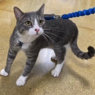 Leo CG*, an adoptable Domestic Short Hair in Austin, TX, 78701 | Photo Image 7