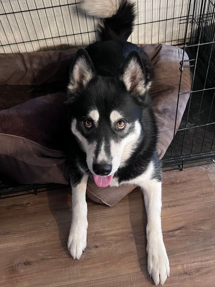 Crate size outlet for male husky