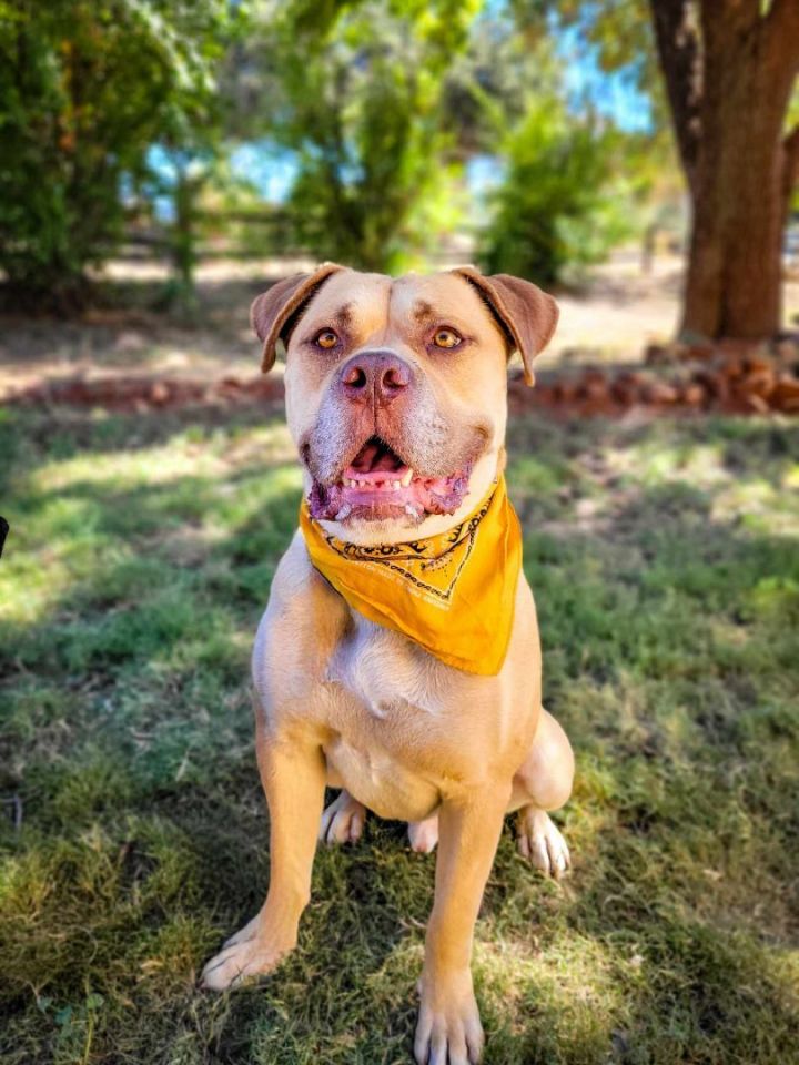 Dog for adoption - Waffles, an American Bulldog Mix in Anza, CA