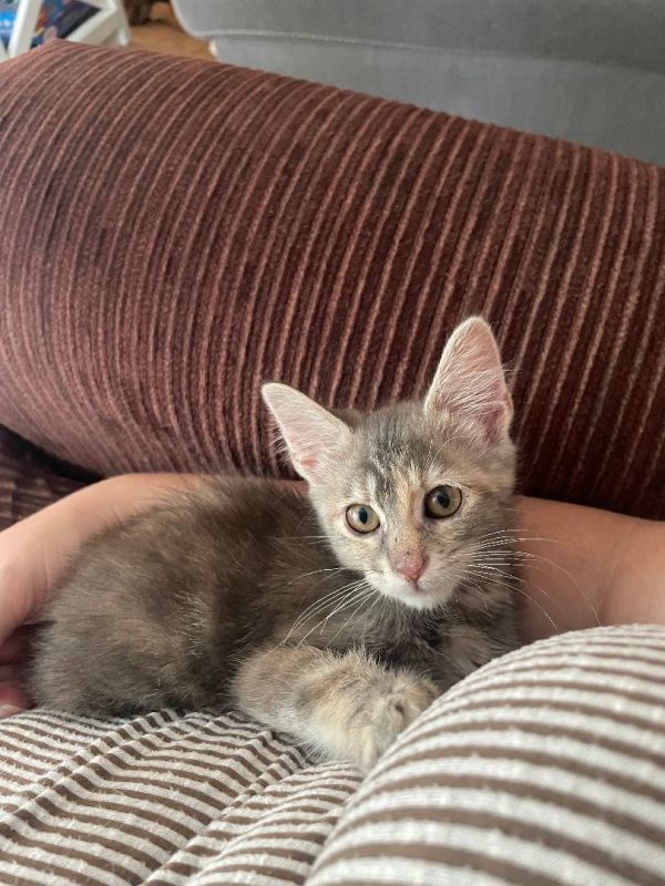 Meeka